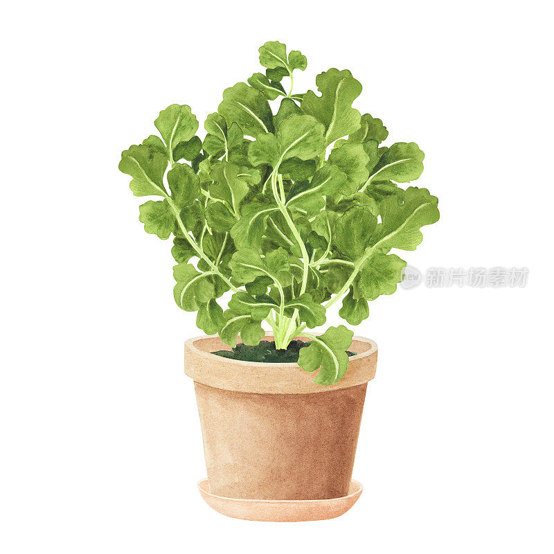 Bouquet fresh coriander in ceramic pot. Watercolor illustration Isolated on white background. Art for design,textiles